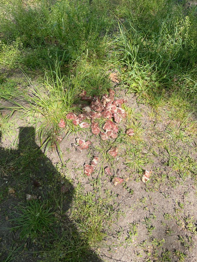 Giftköder-Mehrere Haufen von rohem Fleisch-Profilbild