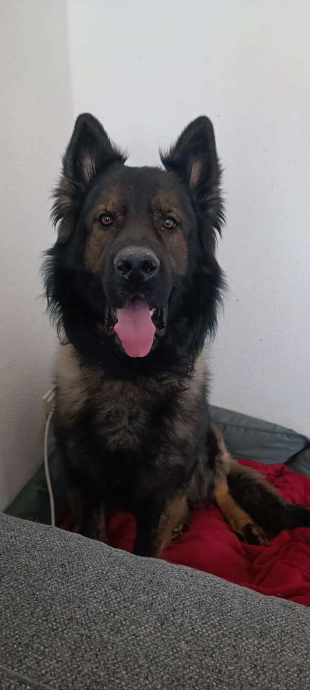 Hundetreffen-Gemeinsames Training-Profilbild