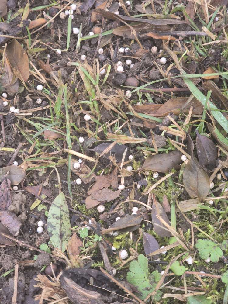 Giftköder-Gift-Profilbild