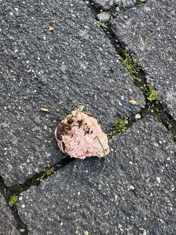 Giftköder-Eventuell Giftköder - Leberwurst-Profilbild