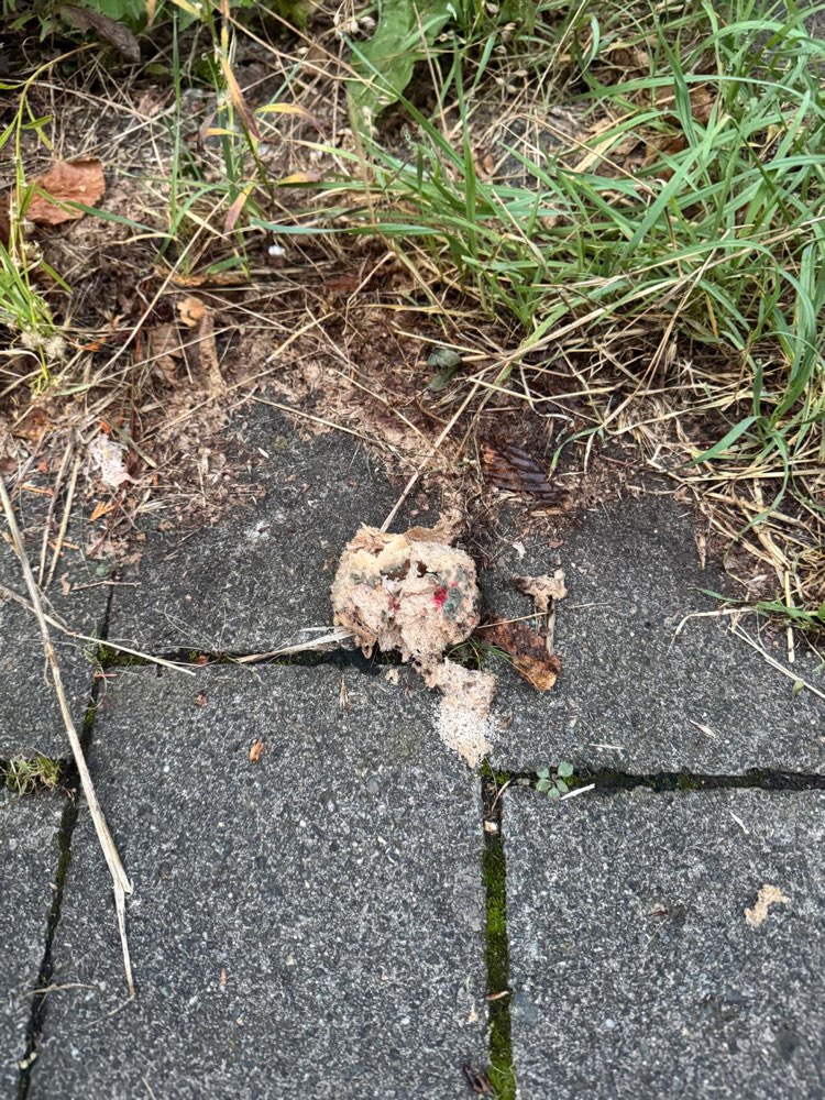 Giftköder-Eventuell Giftköder-Profilbild
