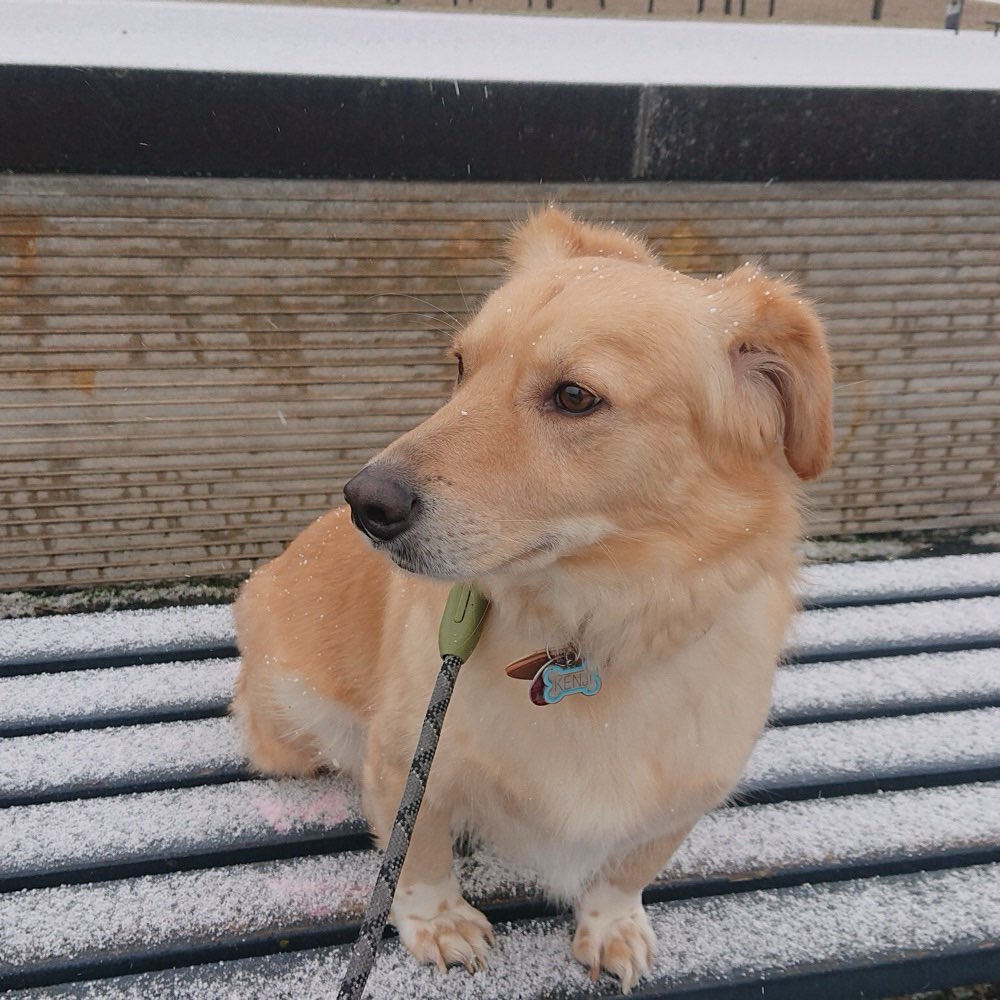 Hundetreffen-Social-Walk im Riemer Park-Profilbild