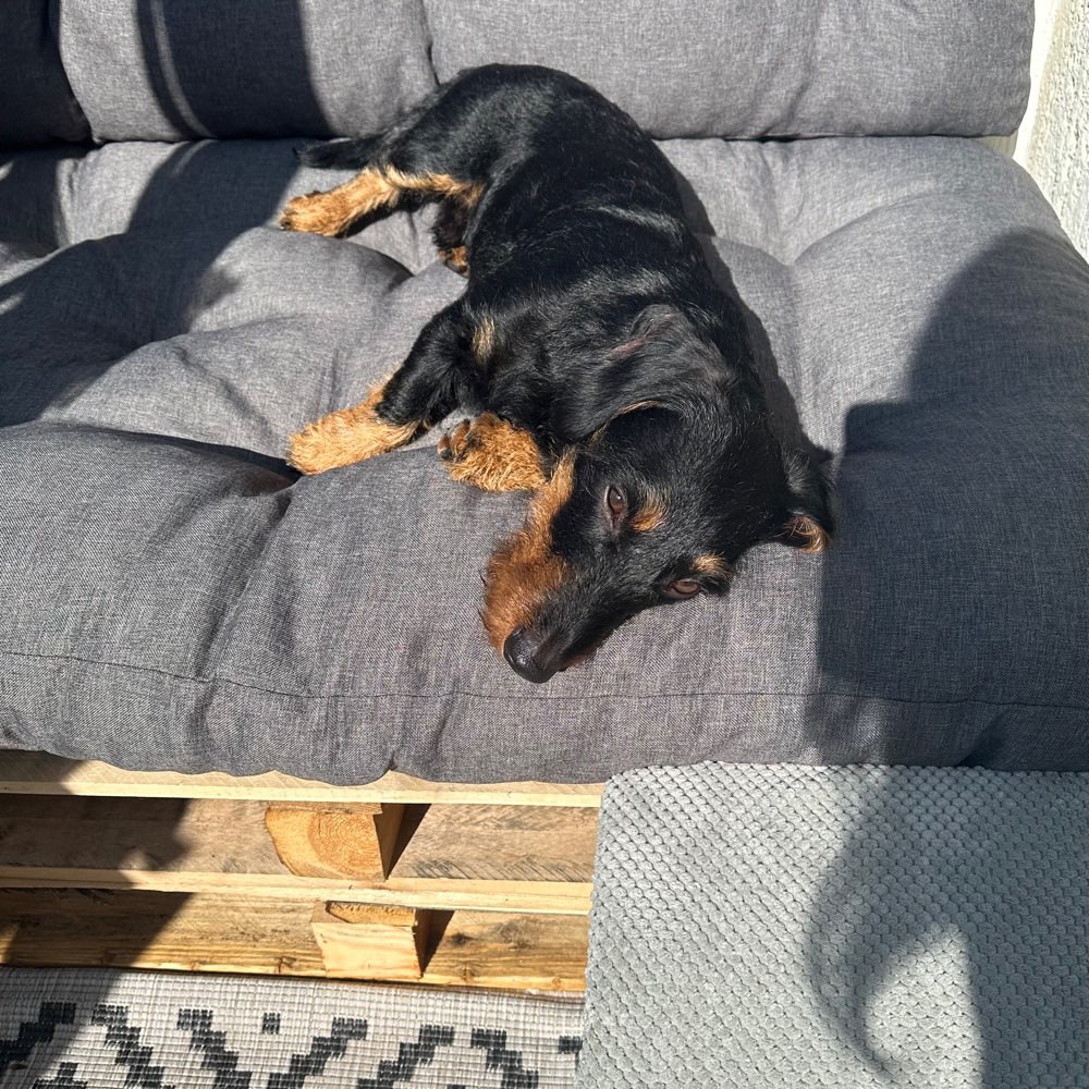 Hundetreffen-Spielkameraden-Profilbild