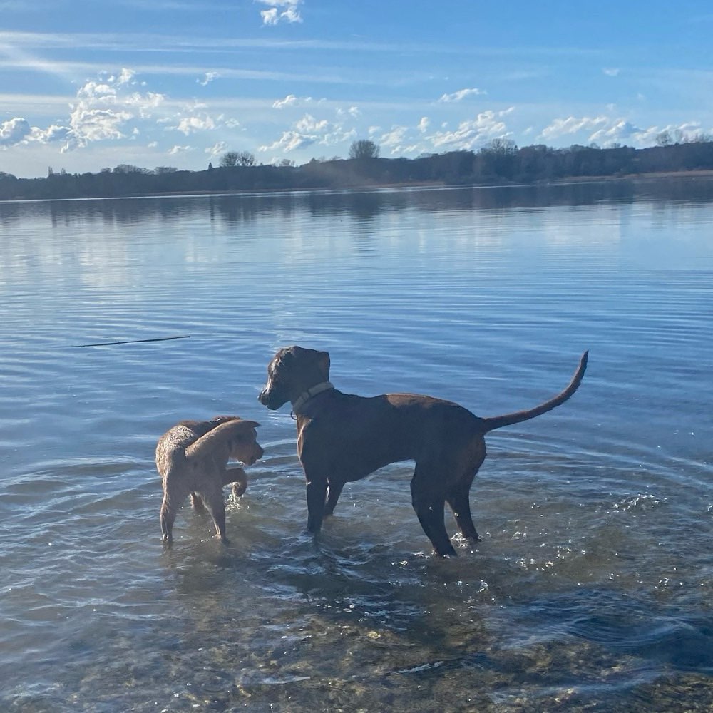 Hundetreffen-Spieltreff und Freilauf in Landsberg-Profilbild