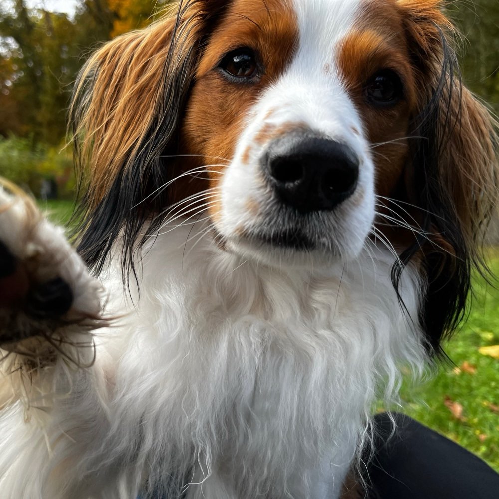 Hundetreffen-Spielfreundin gesucht-Profilbild