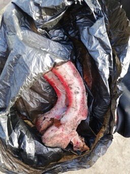 Giftköder-Knochenfund unter Laub-Profilbild