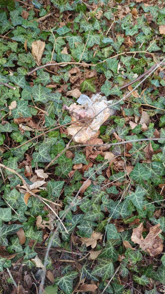 Giftköder-Mögl. Giftköder-Profilbild