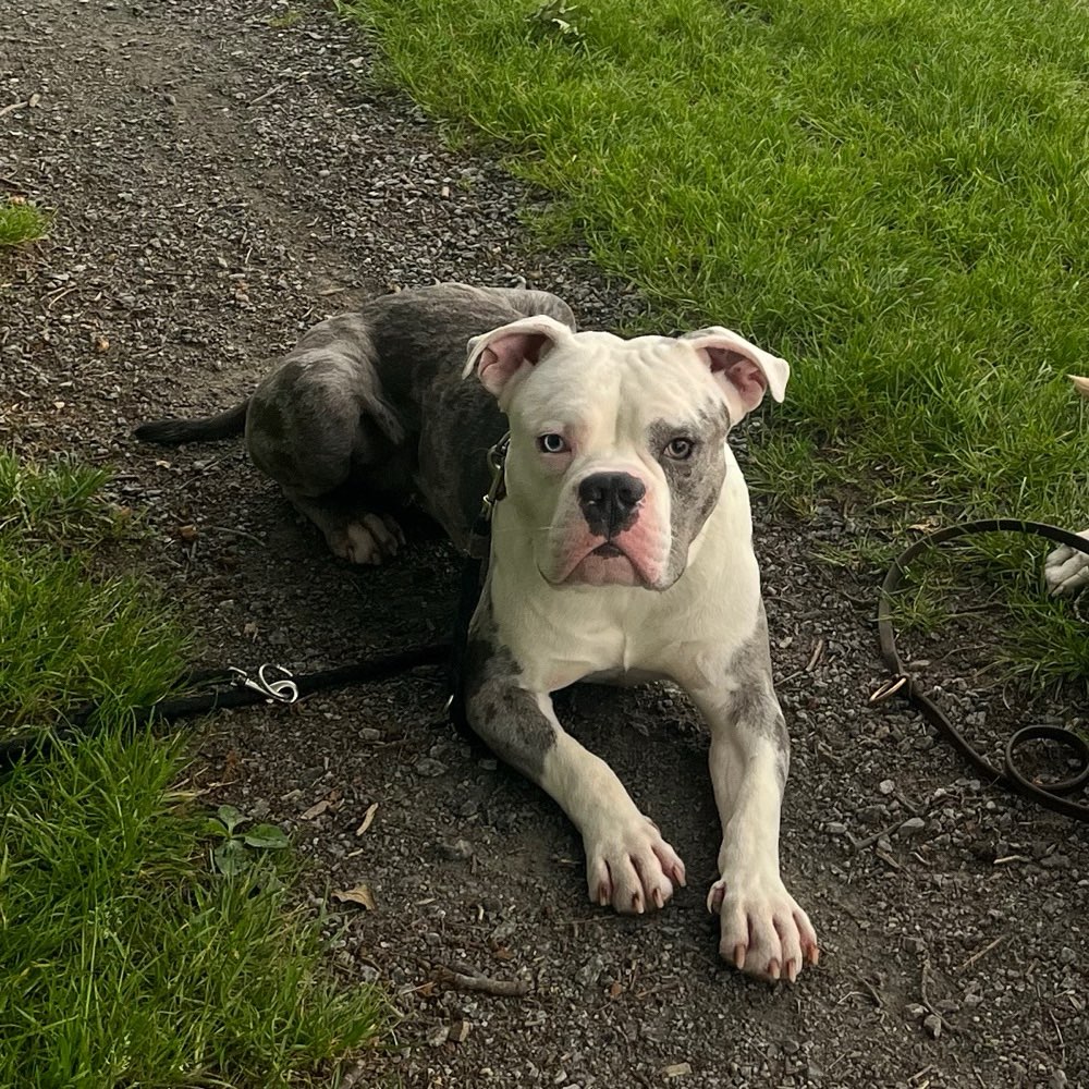 Hundetreffen-Spazier Partner/in gesucht-Profilbild