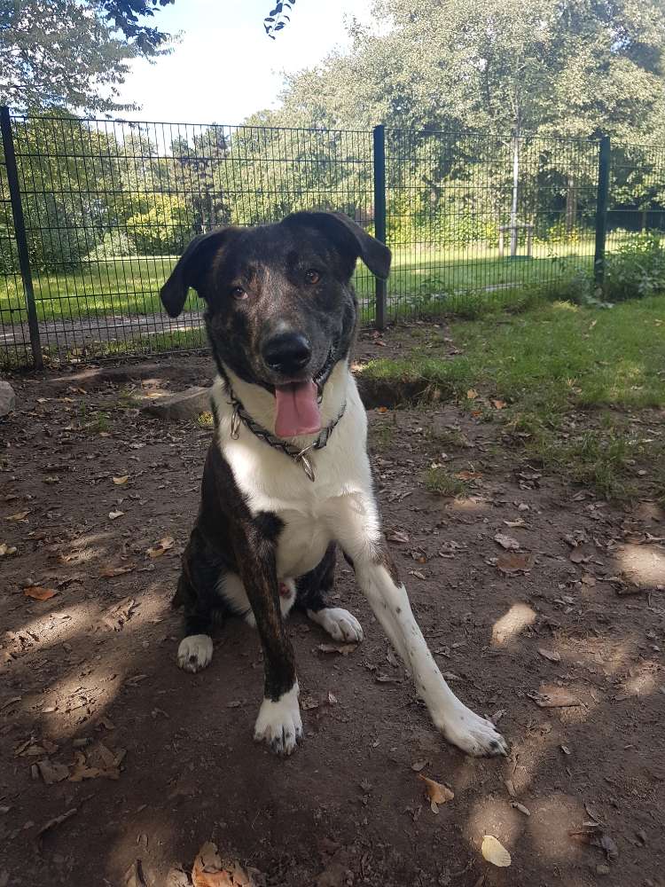 Hundetreffen-Spielfreunde gesucht-Profilbild