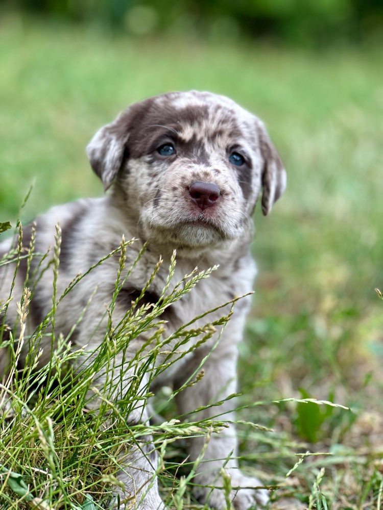 Hundetreffen-Welpen Spieltreffen-Profilbild