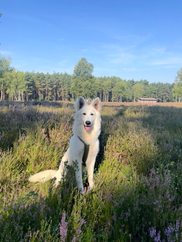 Hundetreffen-Gemeinsame Spaziergänge-Profilbild