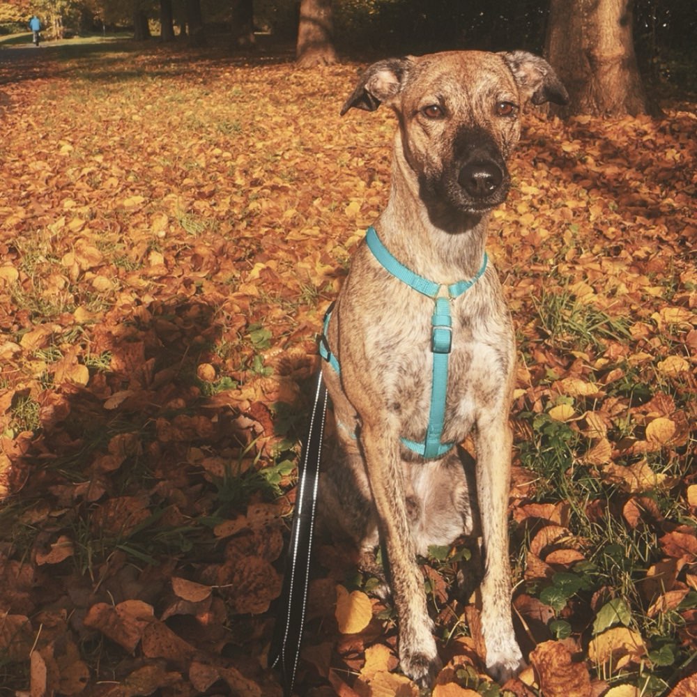 Hundetreffen-Bailey sucht eine Freundin zum spielen-Profilbild
