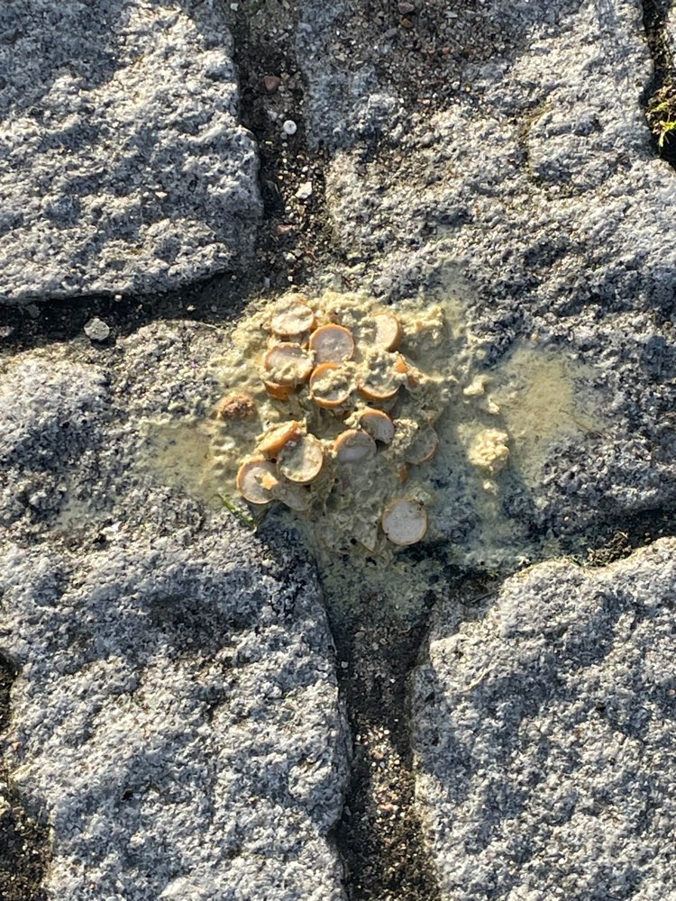 Giftköder-Eventuell Giftköder-Profilbild