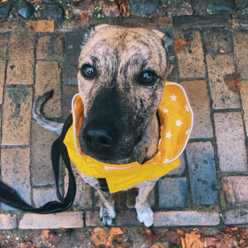 Hundetreffen-Bailey sucht eine Freundin zum spielen-Profilbild