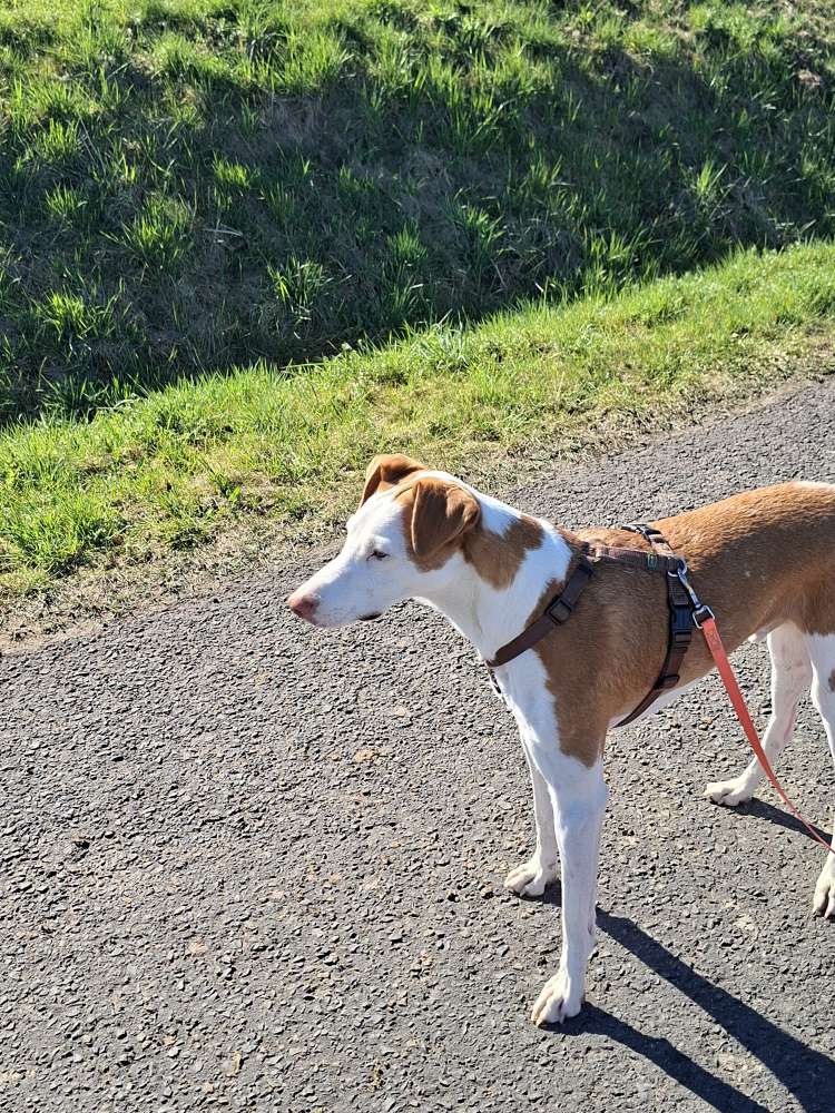 Hundetreffen-Gassi Treffen-Profilbild