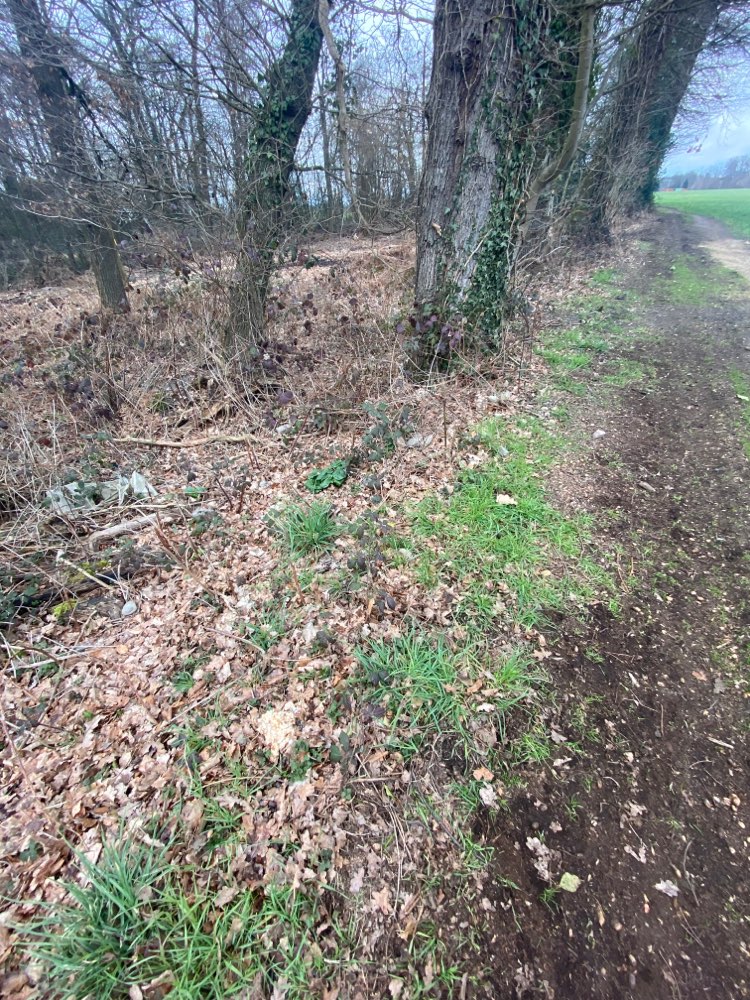 Giftköder-Giftköder-Profilbild