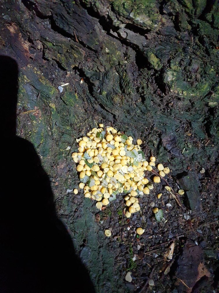 Giftköder-Giftköder-Profilbild