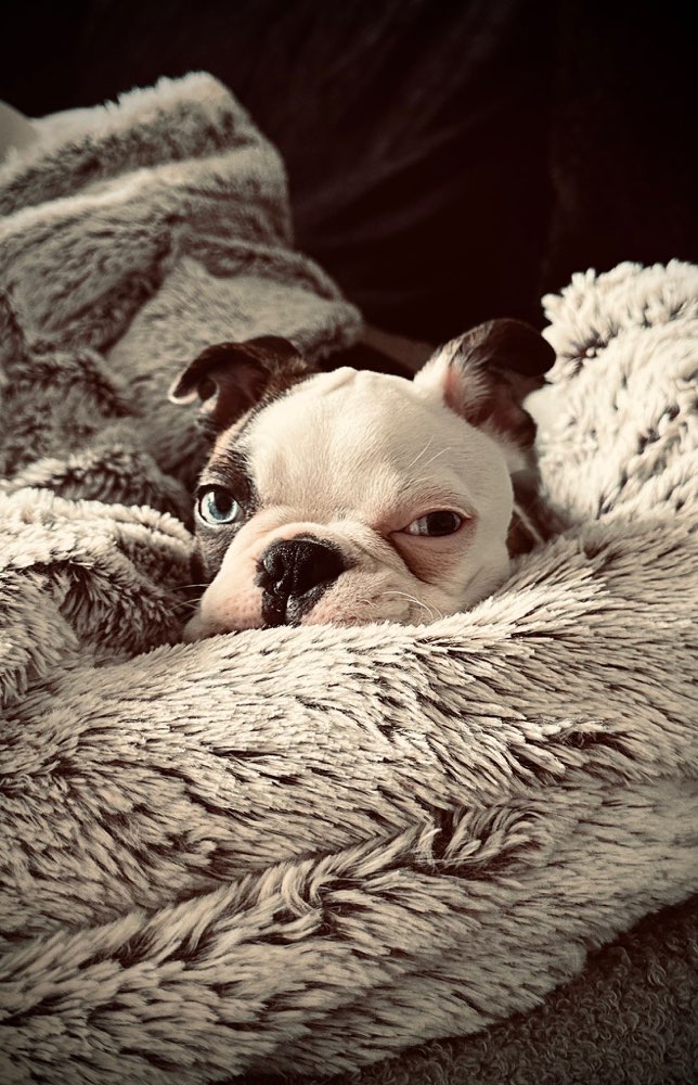 Hundetreffen-Spielfreunde für Bounty-Profilbild