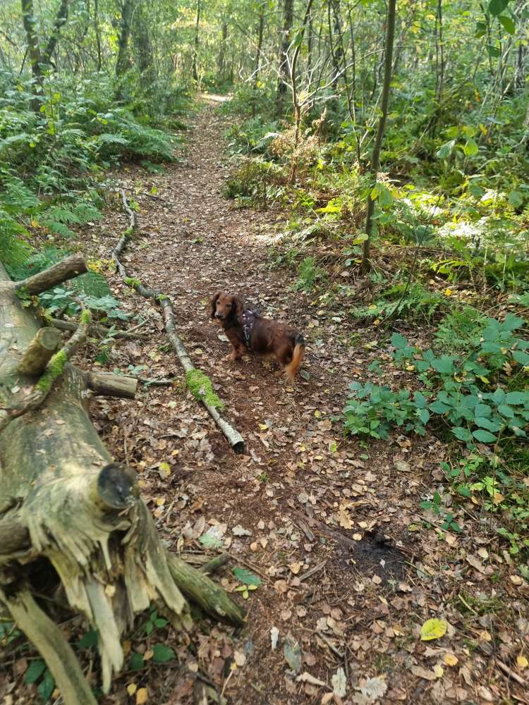 Hundetreffen-🐾 Spiel und Gassirunde 🐾-Profilbild