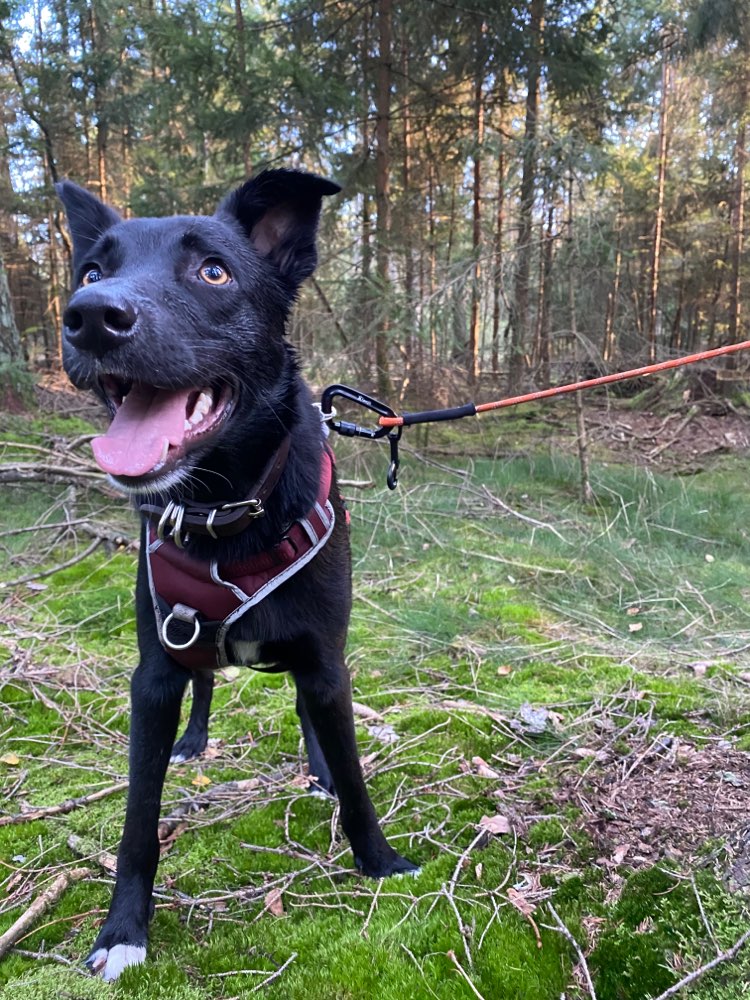 Hundetreffen-Playdates für aktive Hunden!-Profilbild