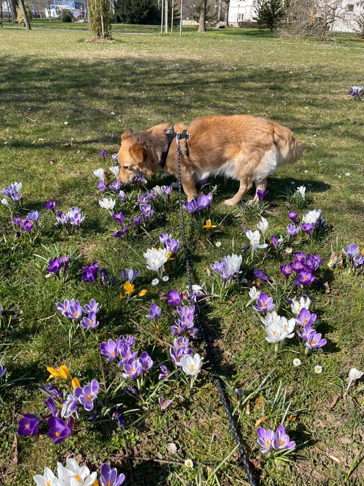 Hundetreffen-Treffen im Schlosspark Bad Rappenau-Profilbild