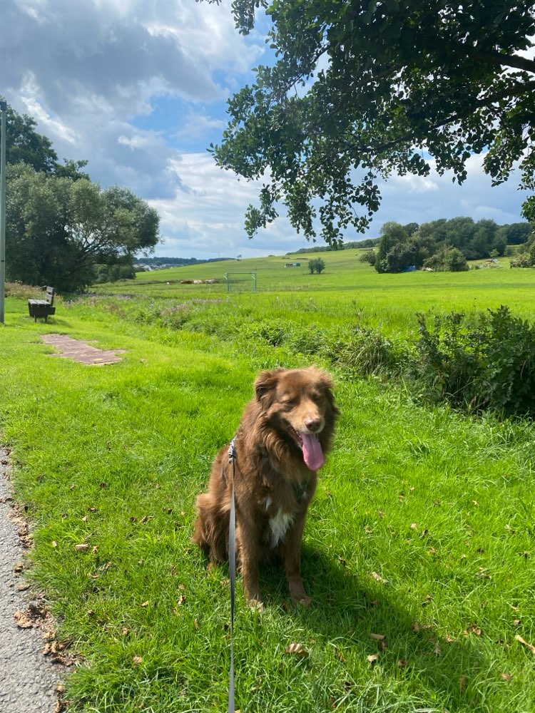 Hundetreffen-Soziale Kontakte-Profilbild