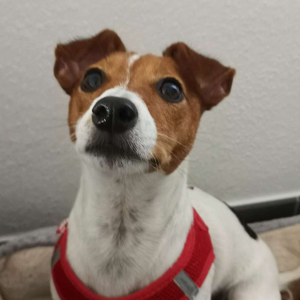 Hundetreffen-Hallo ich bin Ydra  😎😎😎-Profilbild