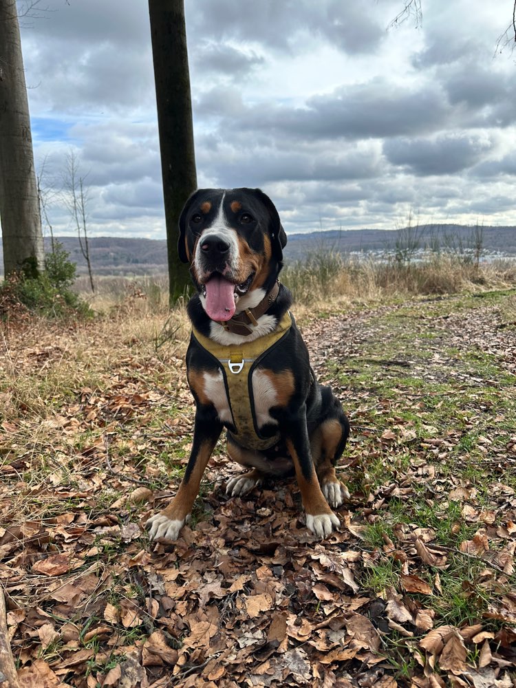 Hundetreffen-Spielpartner - Gerne Regelmäßig :)-Profilbild