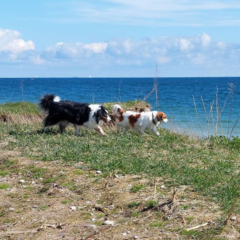 Hundetreffen-Treffen für mittelgroße, aktive Hunde-Profilbild