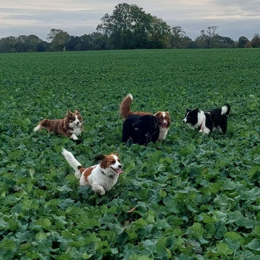 Hundetreffen-Treffen für mittelgroße, aktive Hunde-Profilbild