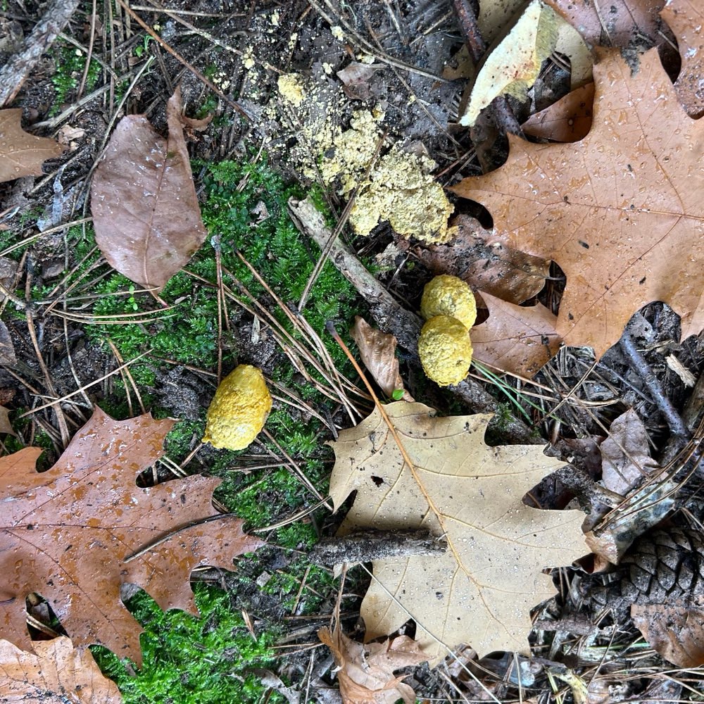 Giftköder-Eventuell Giftköder-Profilbild