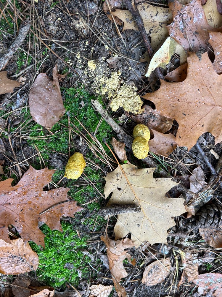 Giftköder-Möglicherweise Giftköder Pulver-Profilbild