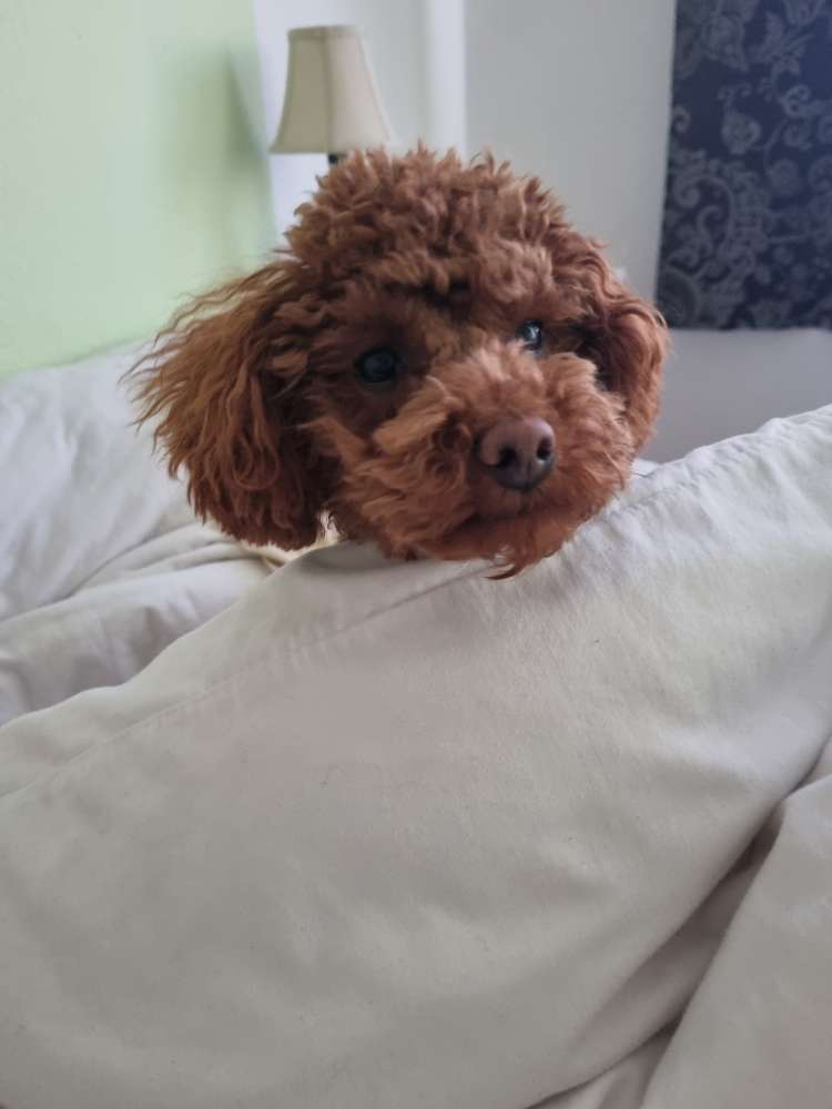 Hundetreffen-Training Hundebegegnungen-Profilbild