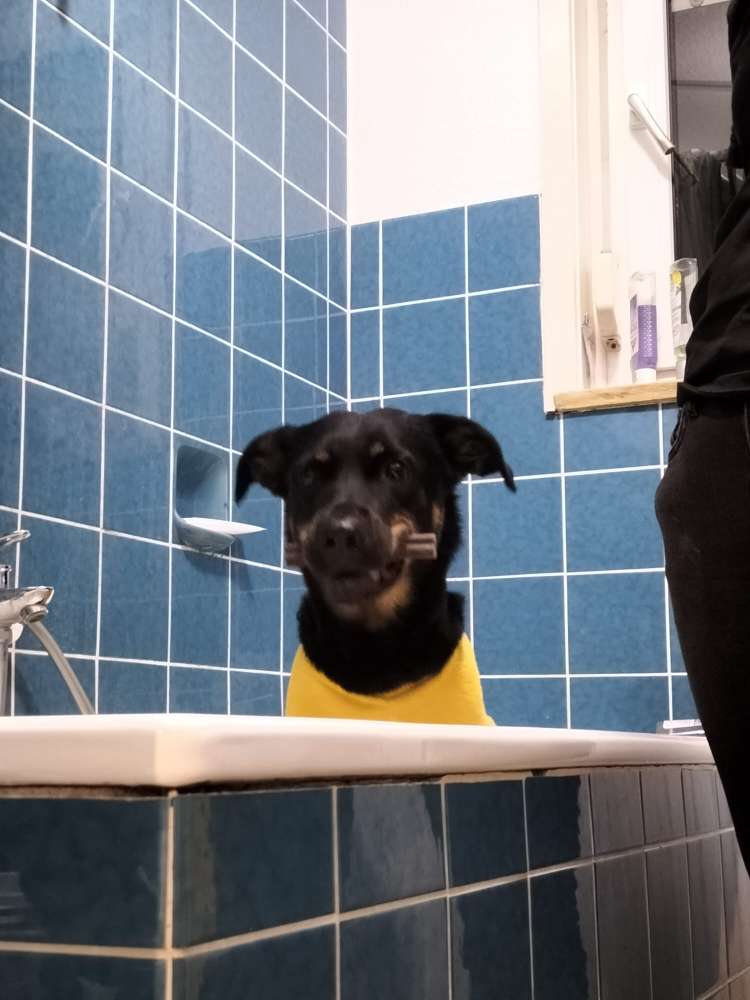 Hundetreffen-Trainingspartner gesucht-Profilbild