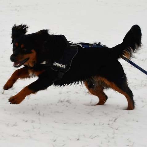Ersteller:in Hundetreffen in Heldenbergen (Nidderau) Profilbild
