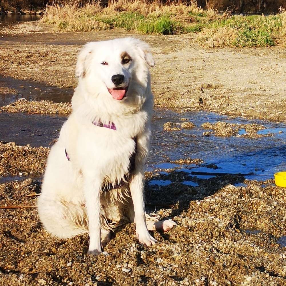 Hundetreffen-Spaziergänge, Spiel & Spaß-Profilbild