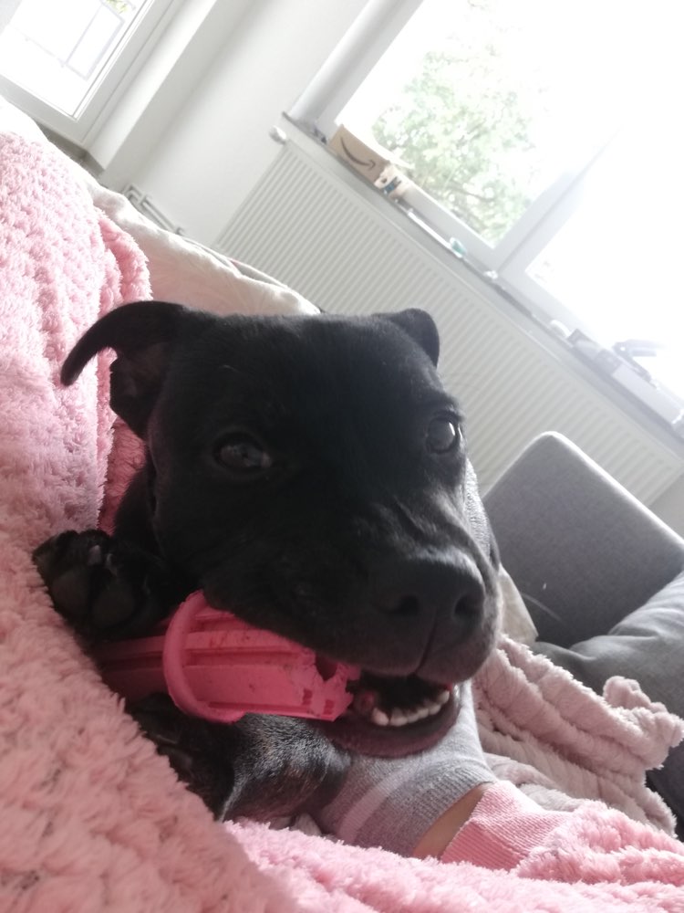 Hundetreffen-Nala sucht Spielpartner 😊❤️-Profilbild