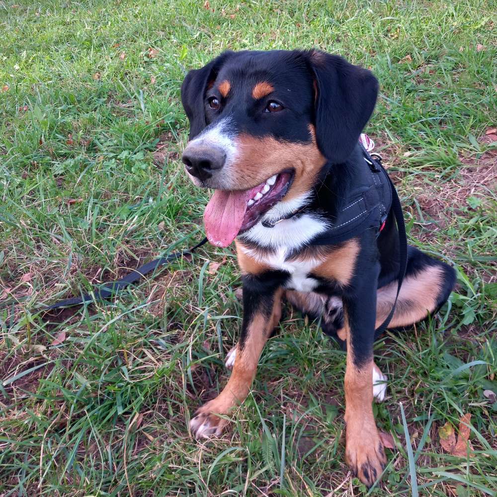 Hundetreffen-Hundebegegnung trainieren + spielen-Profilbild