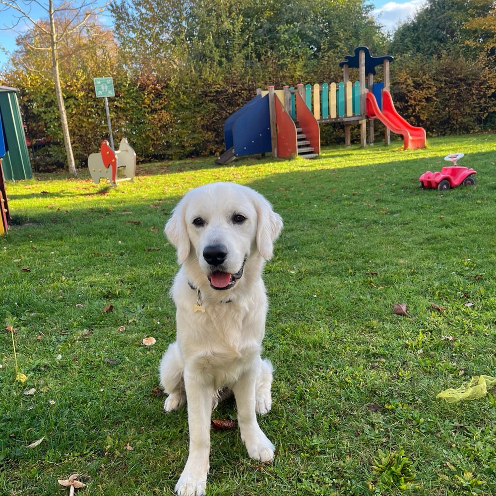 Hundetreffen-Gemeinsam Gassi gehen-Profilbild