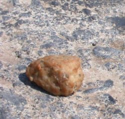 Giftköder-Eventuell Giftköder?!-Profilbild