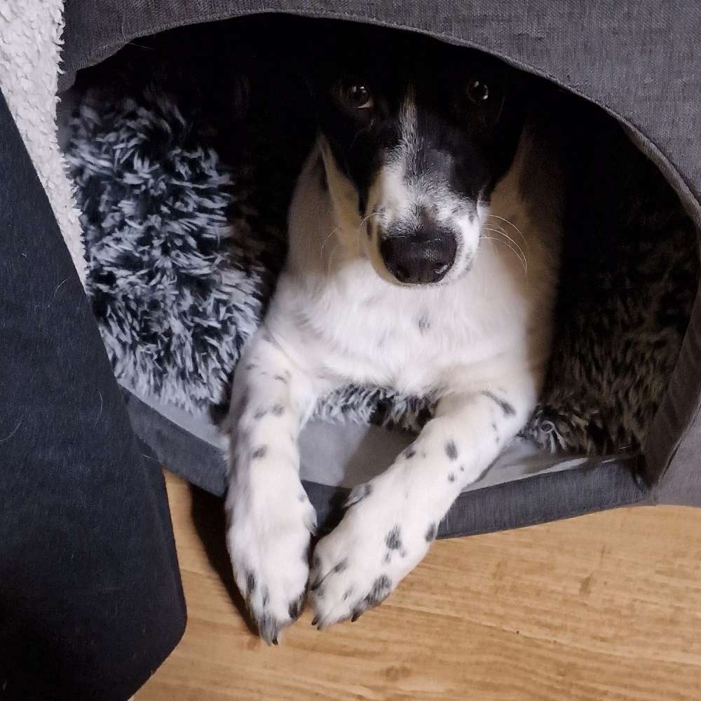 Hundetreffen-Junghunde spazieren / spielen und grundkommandos-Profilbild