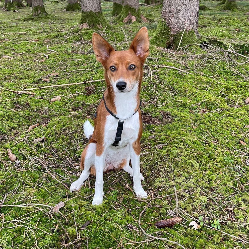 Hundetreffen-Social Walk-Profilbild