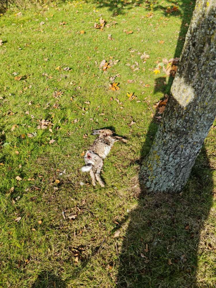 Giftköder-Kadaver-Profilbild