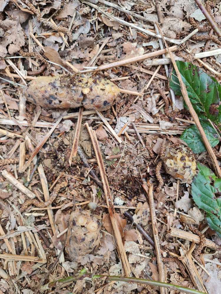 Giftköder-Möglicher Giftköder-Profilbild