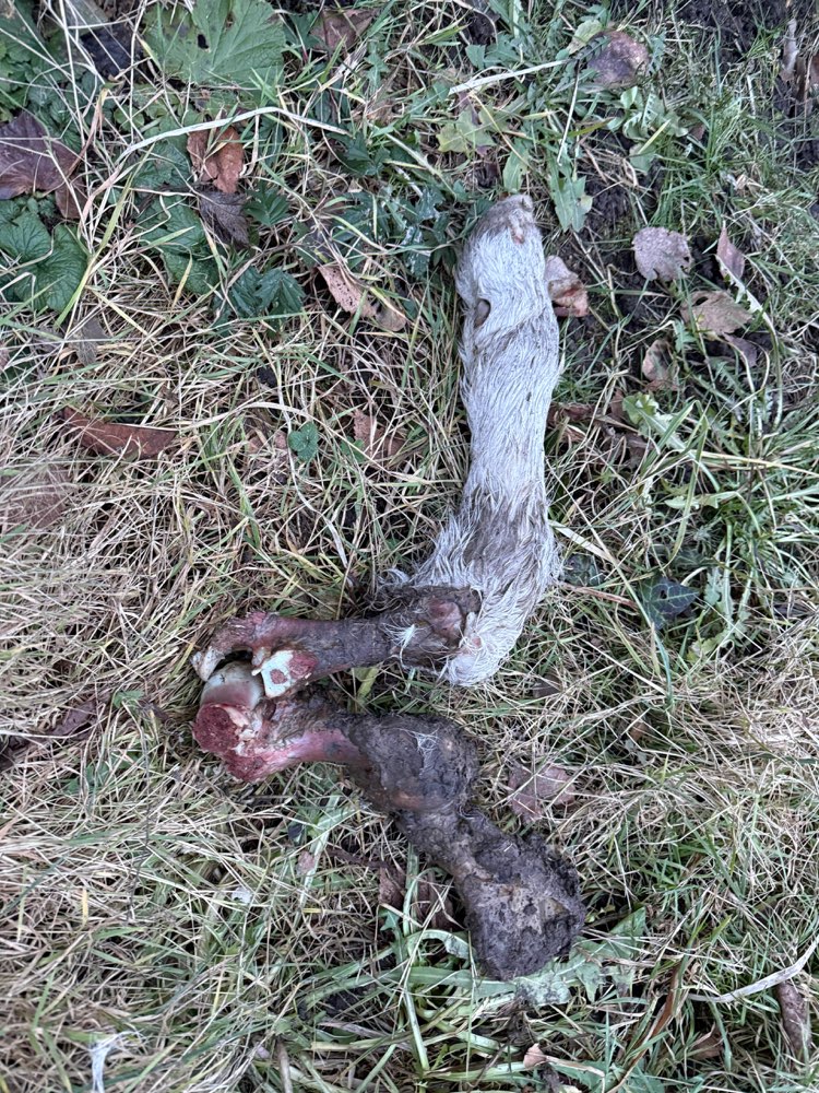 Giftköder-Lamm-/Kalbsbein im Garten-Profilbild