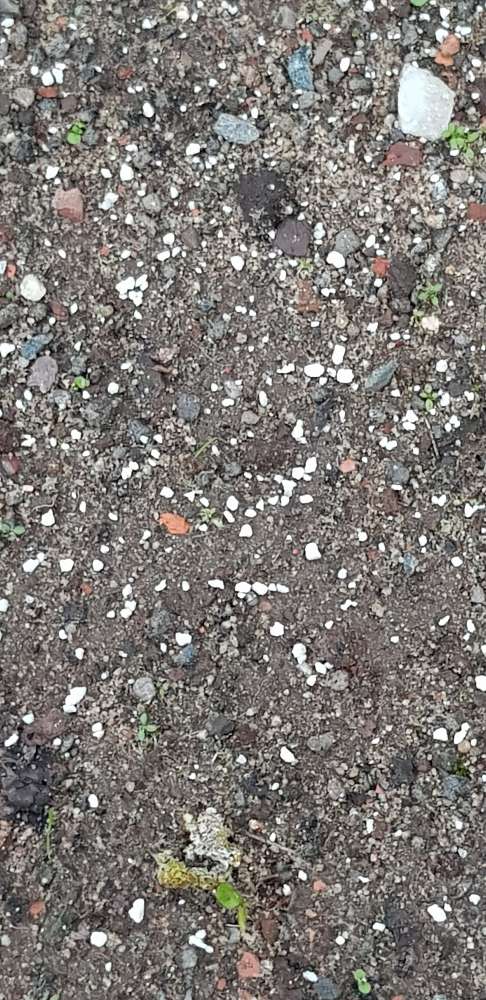 Giftköder-Weißes Granulat/Pulver-Profilbild