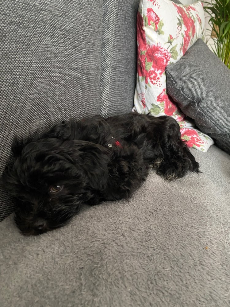 Hundetreffen-Welpentreffen in Kaarst-Profilbild