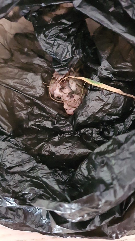 Giftköder-Fleisch Stücke-Profilbild