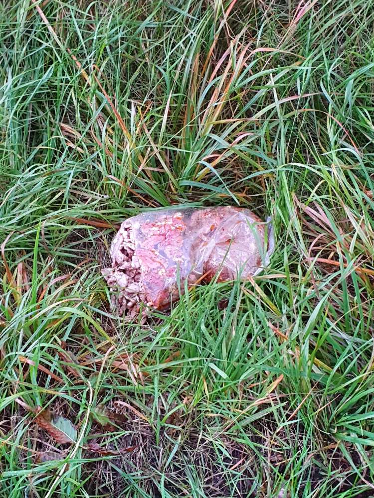 Giftköder-Tüte mit Fleisch bei der Schleuse-Profilbild