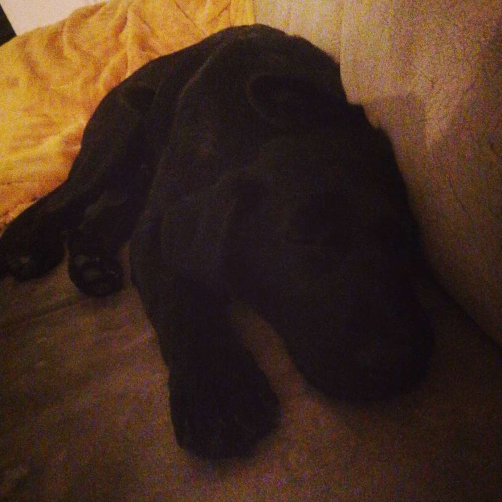 Hundetreffen-Wurfgeschwister gesucht-Profilbild